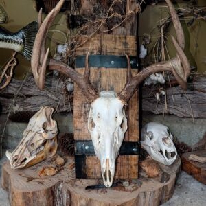 Euro Skull Plaques